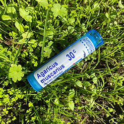 Buy Agaricus Muscarius 30c Dilution, For Hypothermia, 80 Sweet Pellets at The Surf Haberdashery